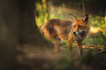 Fox on the summer forest