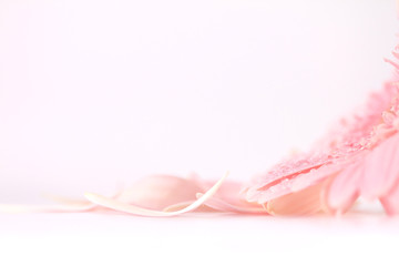  pink petal Gerbera flower , softness and selective focus