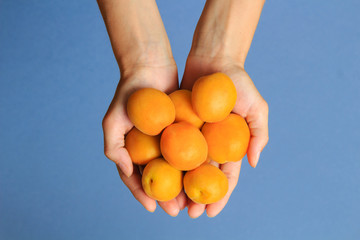Yellow ripe apricots in woman's hands on blue background