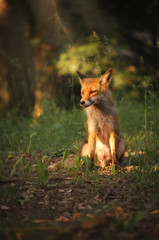 Fox on the summer forest