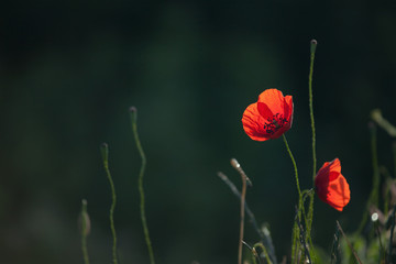 Obraz premium Red Poppy Flower With Dark Green Background