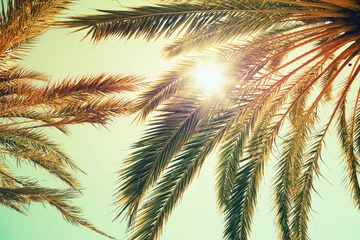 Papier Peint photo Lavable Arbres Palmiers et soleil brillant sur un ciel lumineux