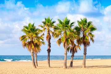 Palm trees grow on empty sandy beach