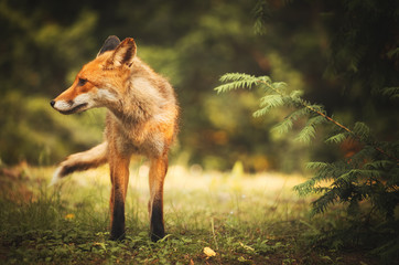 Fox on the summer forest