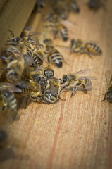 Bienen bei der Arbeit