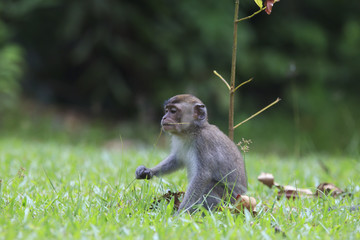Baby Monkey (Long-tailed Macaque)