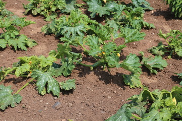 zucchini with flower in the garden of farmer in summer