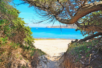 pine trees and white sand