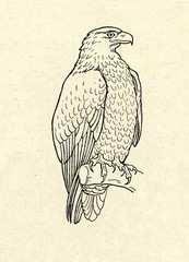 Obraz premium White-tailed eagle (Haliaeetus albicilla)