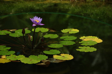 水辺に咲く睡蓮の花