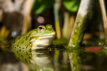 Teichfrosch