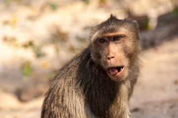 Portrait of a small brown monkey close-up. Kanchanaburi, Thailand