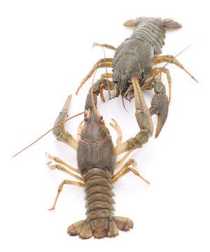 Two crayfishs.