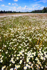 Field of daisies to the horizon with a blue sky