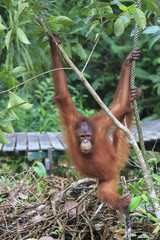 Orangutan