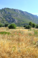 Fototapeta na wymiar Summer landscape in Greece.