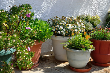 Flowers in pots.