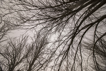 Upward view of bare naked  trees with many branches.