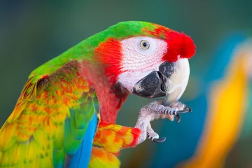 Wandcirkels aluminium Ara parrot close-up shot © Yevgen Belich