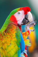 Ara parrot close-up shot