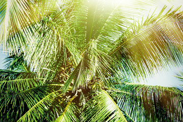Sunlight over green palm leaves