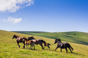 Gruppo di cavalli selvaggi al galoppo