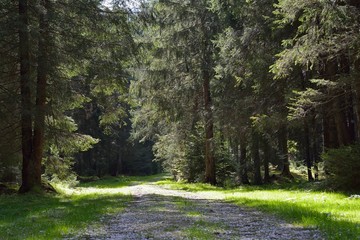 Forest road through a spruce forest