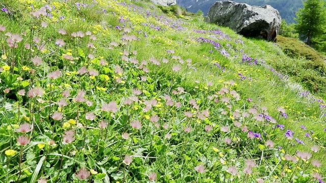 prato fiorito in alta montagna