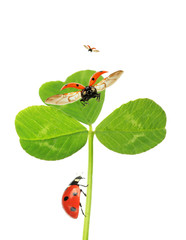 Green clover leaf with ladybirds, isolated on white