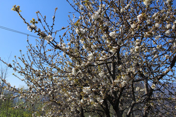 Peach Blossom, White Flower in Spring