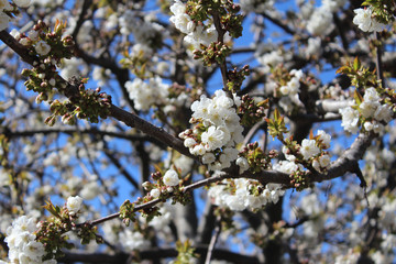 Peach Blossom, White Flower in Spring