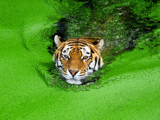 Fototapeta premium Tiger schwimmt beeindruckend im Wasser