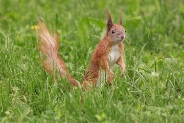 close up of squirrel in green grass