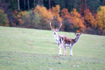 Reh und Hirsch stehen im Herbst auf einer Wiese
