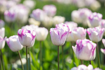 春と満開のチューリップ
