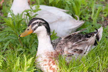 Domestic Mallard