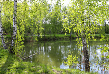 Fototapeta na wymiar Birches by the lake