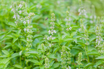 Fototapeta na wymiar The basil field with flowers herb for aromatherapy .