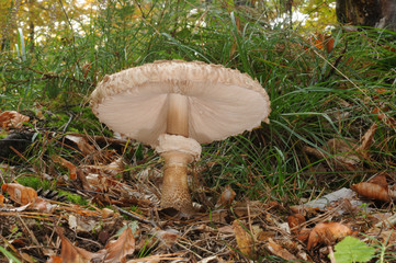The parasol mushroom (Macrolepiota procera or Lepiota procera)