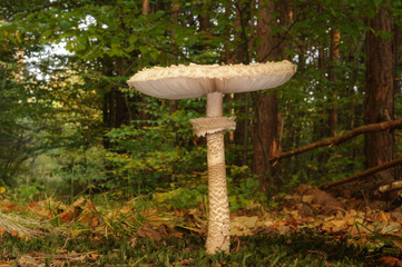 The parasol mushroom (Macrolepiota procera or Lepiota procera)