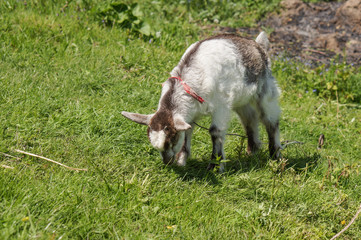 standing goat kid