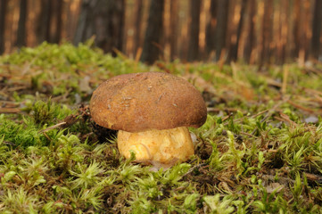 Suillus variegatus, called the velvet bolete or variegated bolete