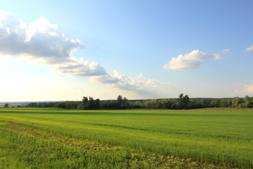 green field and blue sky, summer landscape