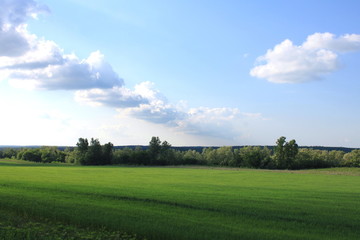 green field and blue sky, summer landscape