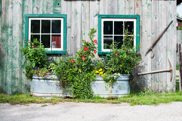 Fototapeta na wymiar flowers growing in a big tin tub outside a rustic wooden barn with windows