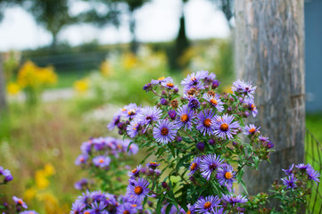 purple asters growing wild in a field