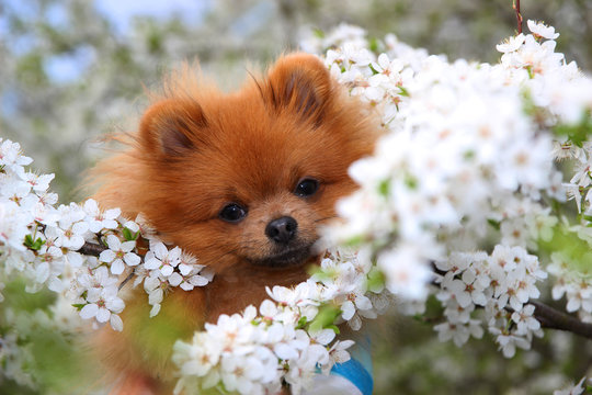 Lovely pomeranian dog in the blossom
