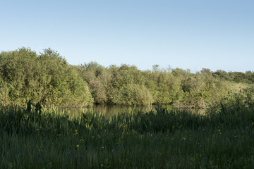 pond with green grass in wild landscape