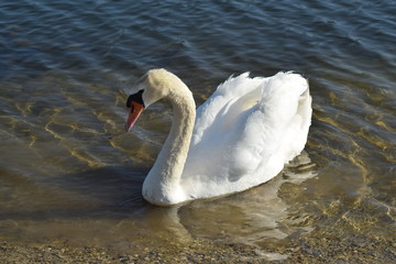 Schwäne