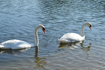 Schwäne